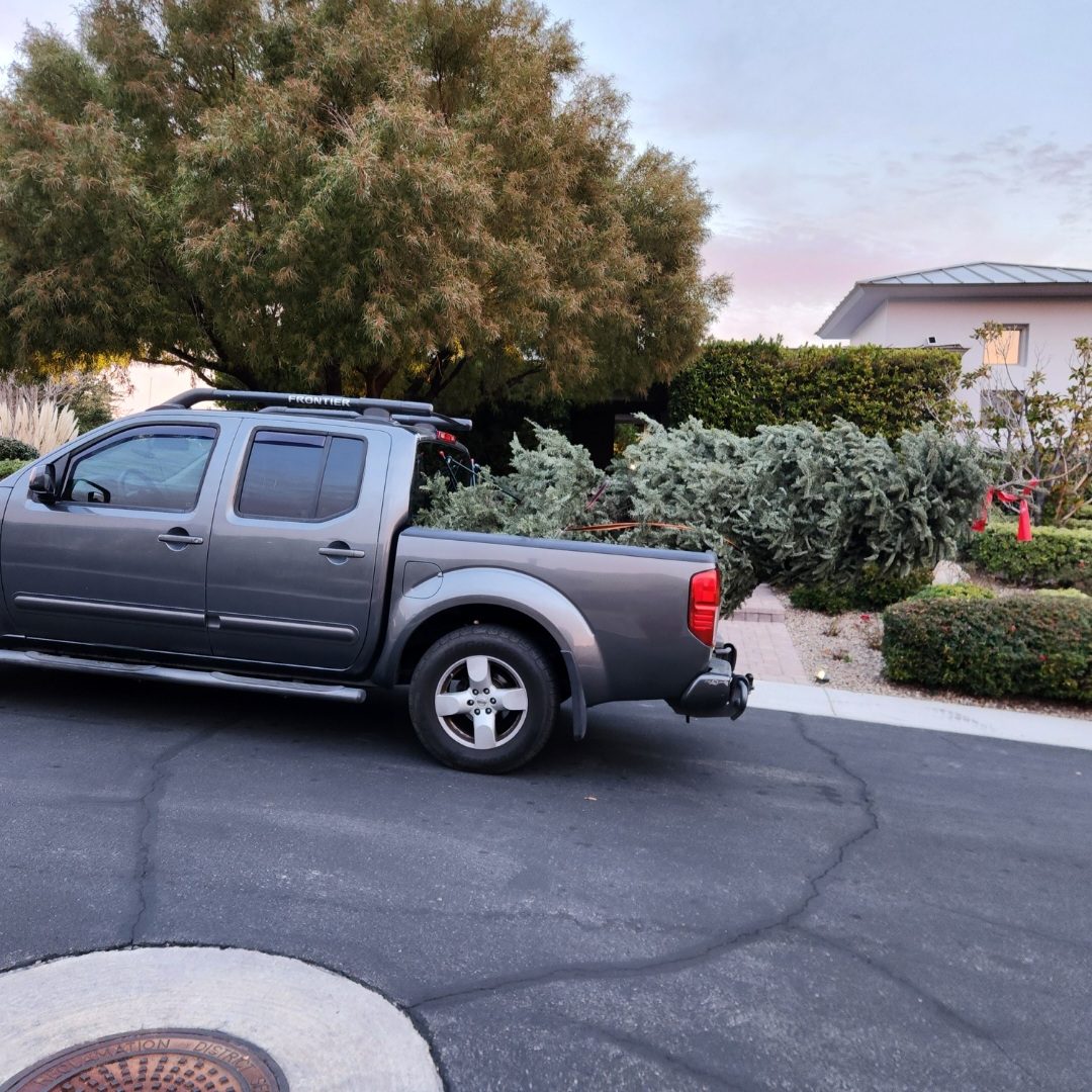 Gray pickup truck loaded with discarded Christmas trees parked in a residential area, ready for holiday cleanup and recycling